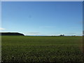 Winter cereal crop near Bridge End Farm