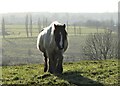 Cob horse above Normanton Brook