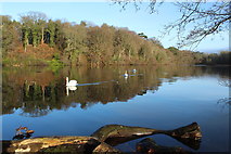 NS2209 : Swans at Culzean Country Park by Billy McCrorie