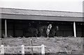 Police horses sheltering on the disused terrace at Springfield Park