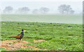 Pheasant, Mowcroft Lane, Cuerdley