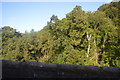 Woodland below the viaduct