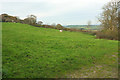 Cattle near Higher Sturthill Farm