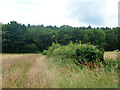 Hedgerow towards Wildfield Copse