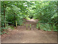 Start of bridleway, Totford Hatch