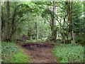 Path on Puttenham Common