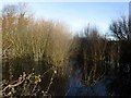 Pwll wedi  ei or-dyfu / An overgrown pond