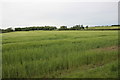 ST5429 : Field of Barley Near Newcombe Farm by Nigel Mykura