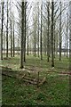 Poplars, Cluny