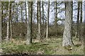 Strip wood surrounding Cluny Castle