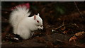 Albino Squirrel