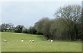 Sheep on west side of Daniel Lane