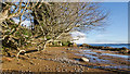 Tree overhanging Rosemarkie Bay, Black Isle