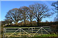 Gate and trees opposite Durley Hall