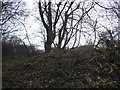 Tree by Charlton Road, Preston