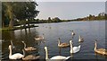 TM4759 : Swans on the Meare - Thorpeness, Suffolk by Phil Champion
