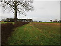 Field edge near Gillrudding Grange