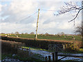 Sheep in a field east of Grange Lane