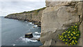 SY9876 : Cliffs west of Seacombe Quarry, Isle of Purbeck, Dorset by Phil Champion