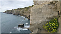 SY9876 : Cliffs west of Seacombe Quarry, Isle of Purbeck, Dorset by Phil Champion