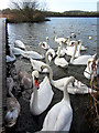 Swans at Cosmeston Lakes