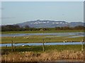 SO7105 : Birds feeding on the wetlands at Slimbridge by David Smith