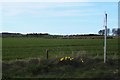 Winter arable, Cultercullen