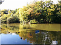 Pond, Goffs Park, Crawley