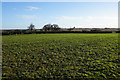 Field near Brownsfields Farm