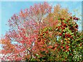 Two autumn-interest plants