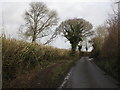 ST5500 : Higher Kingcombe Lane approaching A356 by Becky Williamson