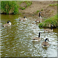 Canada geese near Norton Green, Stoke-on-Trent