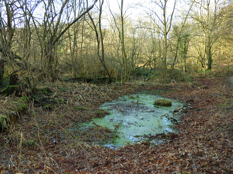 Stagnant pond in Post Hill woods © Stephen Craven cc-by-sa/2.0