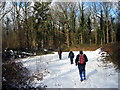 Llwybr Coed Cefnpwllhen / Cefnpwllhen Path