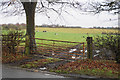 Cows near Roughley