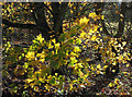 SX9066 : Field maple leaves, Nightingale Park by Derek Harper