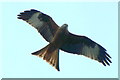 Red Kite (Milvus milvus), Chobham