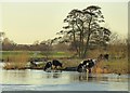SK4530 : Cattle drinking in the River Trent by Alan Murray-Rust