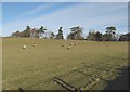 Pen-y-fron