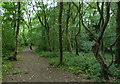 Path through Cocken Wood