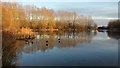 Late afternoon at Brierley Waters