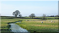 Stream through field to north of Orton