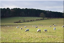 SK1406 : Sheep near Ingleyhill Farm by Bill Boaden