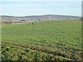 Field near Siddington Farm