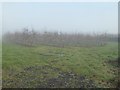 Apple orchard in mist