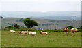 Hill pasture north of Tal-sarn in Ceredigion