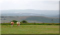 Pasture north of Tal-sarn in Ceredigion