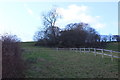 Trees in field off Twyn Road