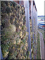 Leeds incinerator - detail of green wall