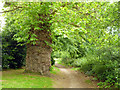 A remarkable tree trunk